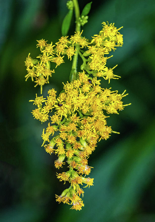 In Praise Of Weeds - Goldenrod Macro Photograph by Steve Harrington