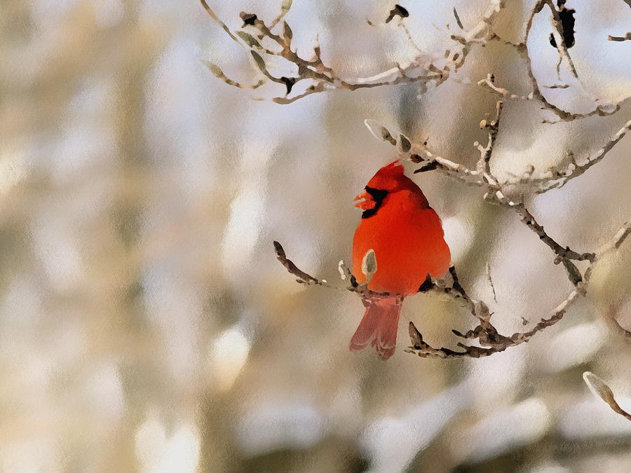 Cardinal Photograph - In Red by Gaby Swanson Cardinal Photograph - In Red by Gaby Swanson