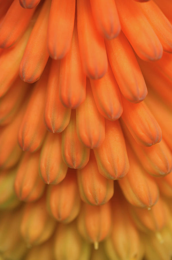 In Rows. Kniphofia Flower Abstract Photograph by Jenny Rainbow