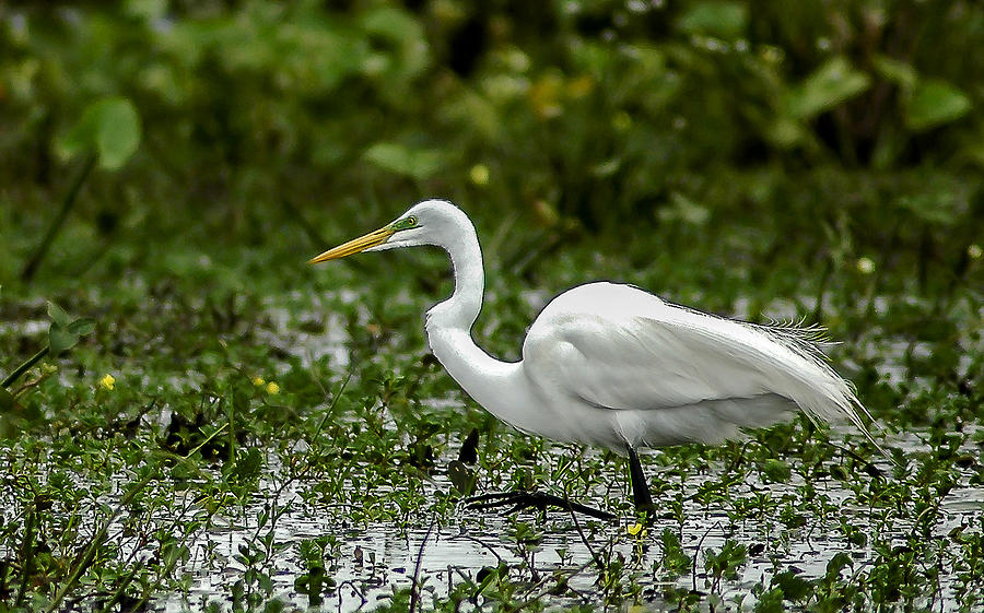 Egret Photograph - In Search Of A Mate by Norman Johnson