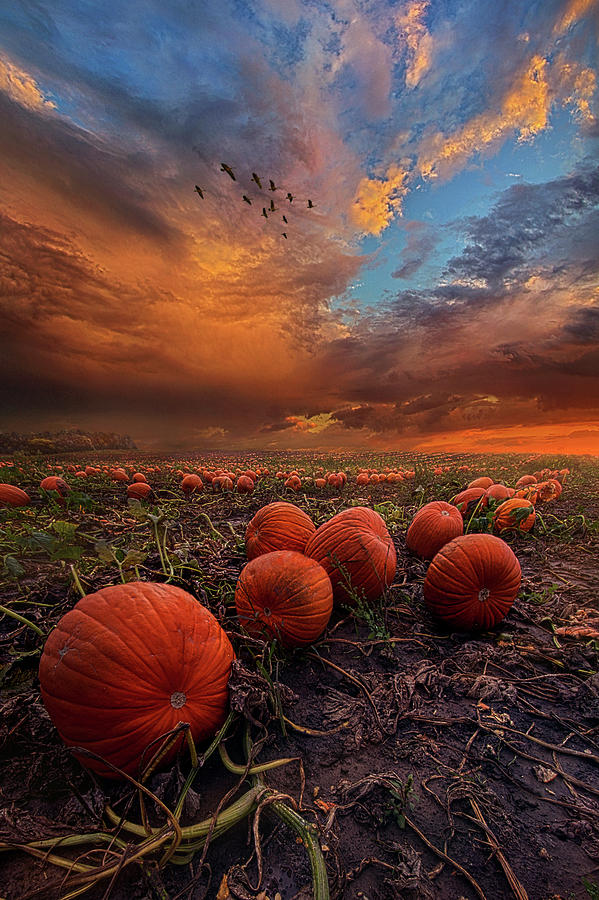 In Search Of The Great Pumpkin Photograph by Phil Koch