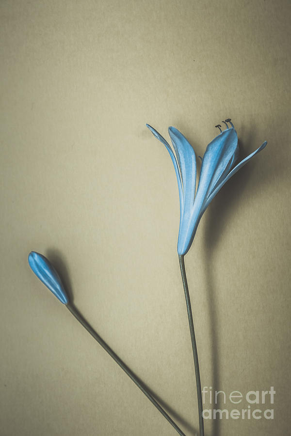 Blue Simplicity Photograph by Jorgo Photography