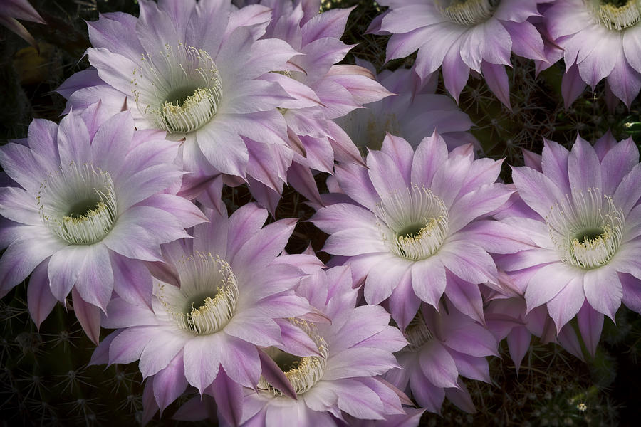 In Shades of White and Lavender Echinopsis Photograph by Saija Lehtonen