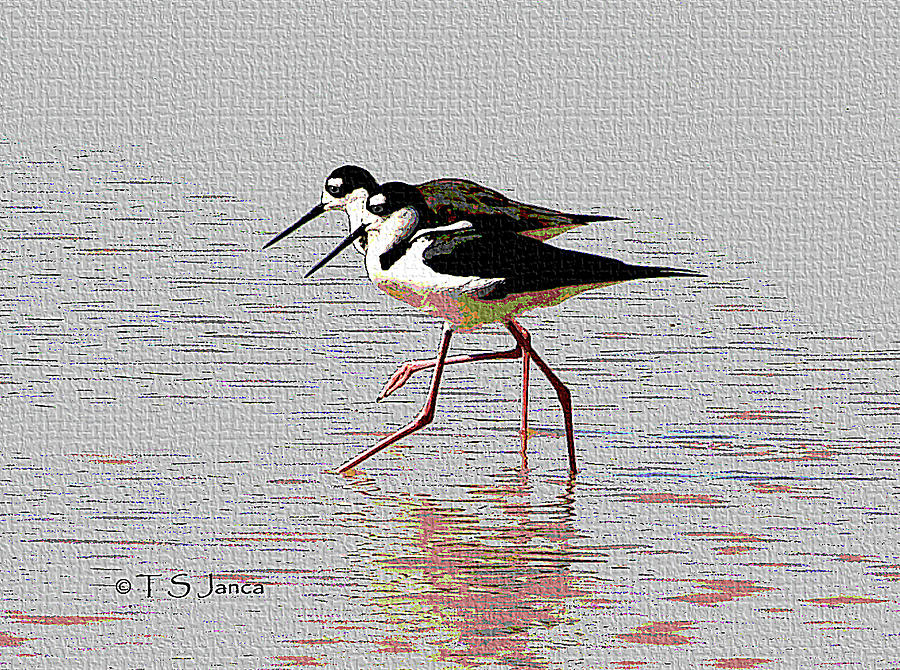 In sync Black-neck Stilts Photograph by Tom Janca