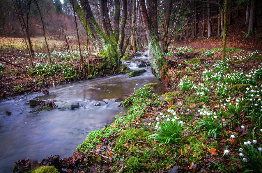 In Spring Wilderness with Snowdrops Photograph by Jenny Rainbow