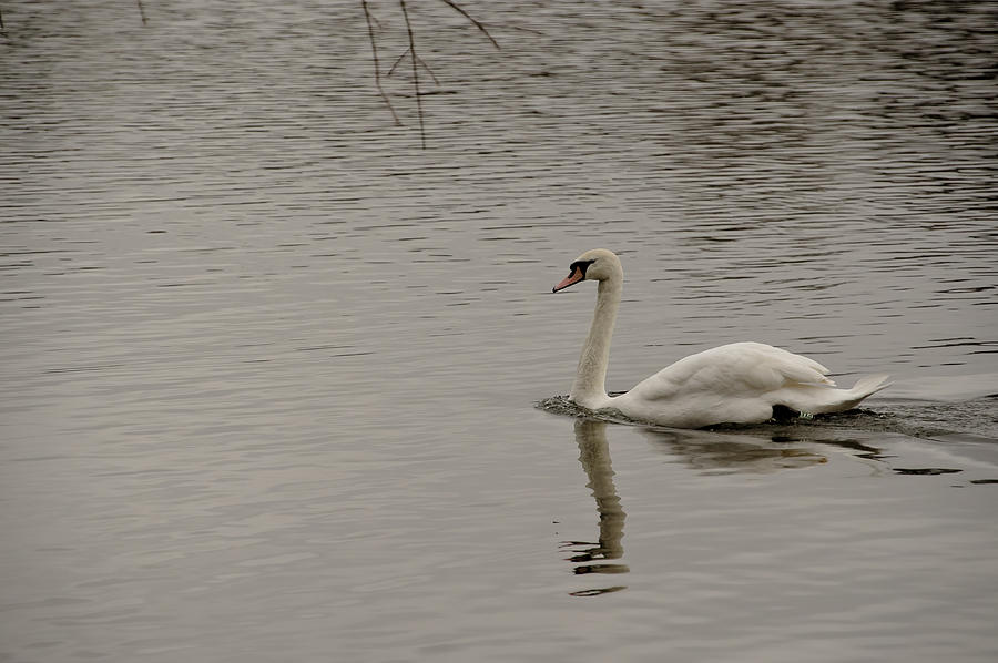 In swan lake. Photograph by Elena Perelman