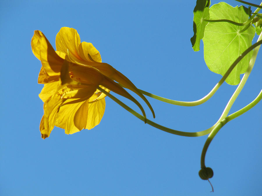 Nasturtiums Photograph - In Tandem by Tracey Levine