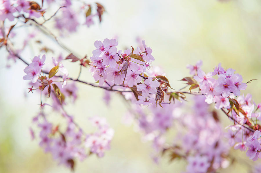 In Tender Bloom. Spring Watercolors Photograph by Jenny Rainbow