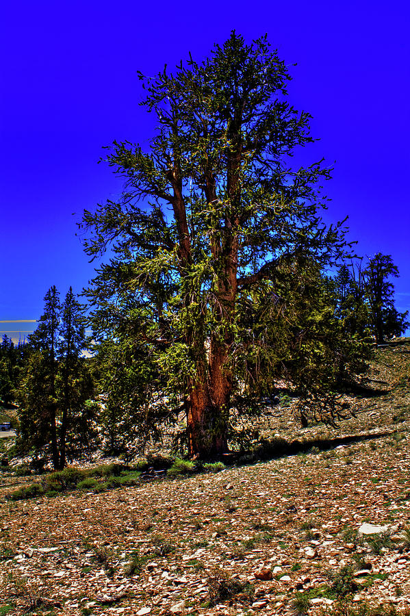 In the Ancient Bristlecone Pine Forest Photograph by Roger Passman