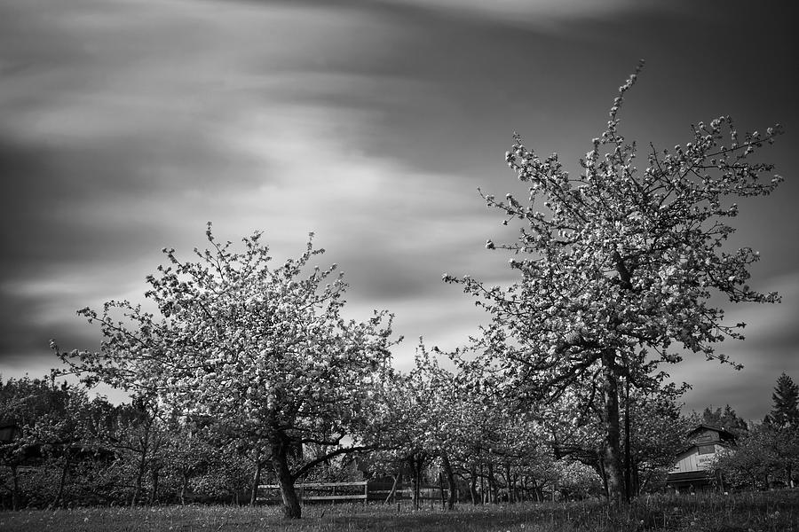 In the Apple Orchard Photograph by Inge Riis McDonald
