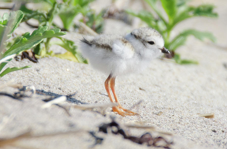 In the Beach Grass Photograph by Judd Nathan - Fine Art America