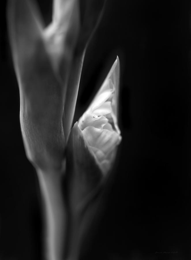 In The Beginning Gladiola Flower Bud Monochrome Photograph By Jennie