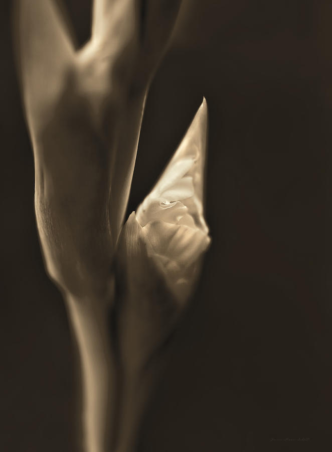 In the Beginning Gladiola Flower Bud Sepia Photograph by Jennie Marie Schell