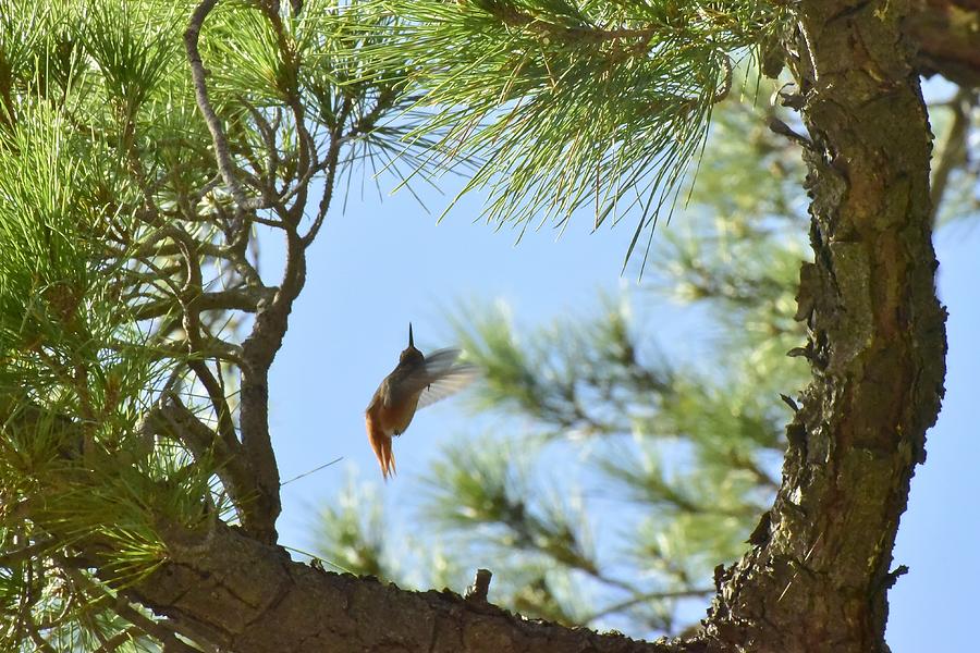 Hummingbird Photograph - In the Big Tree by Linda Brody