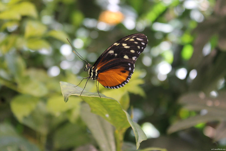 In the Butterfly Room at the Insectarium Photograph by Laura Martin ...