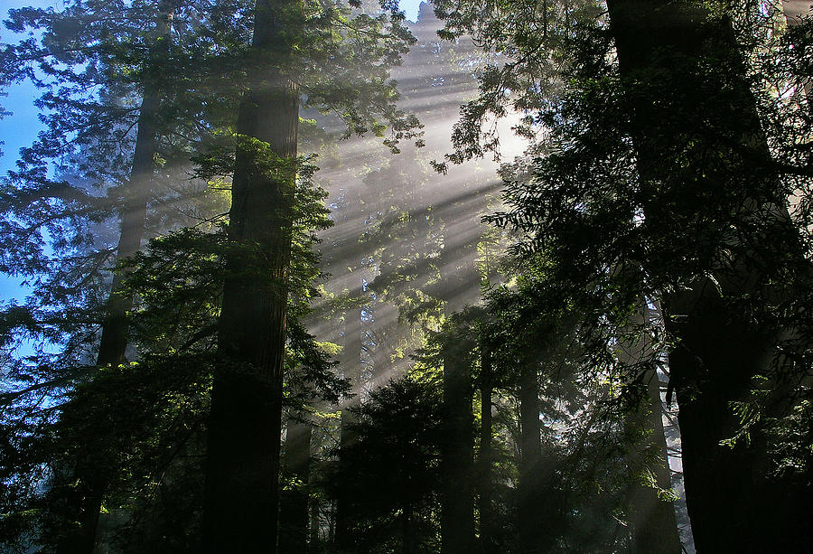 In the California Redwood forest Photograph by Ulrich Burkhalter