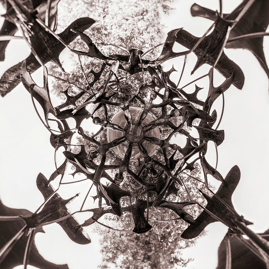 In the Center of Seven under Birds BW - Tiny Planet Photograph by Chris Bordeleau