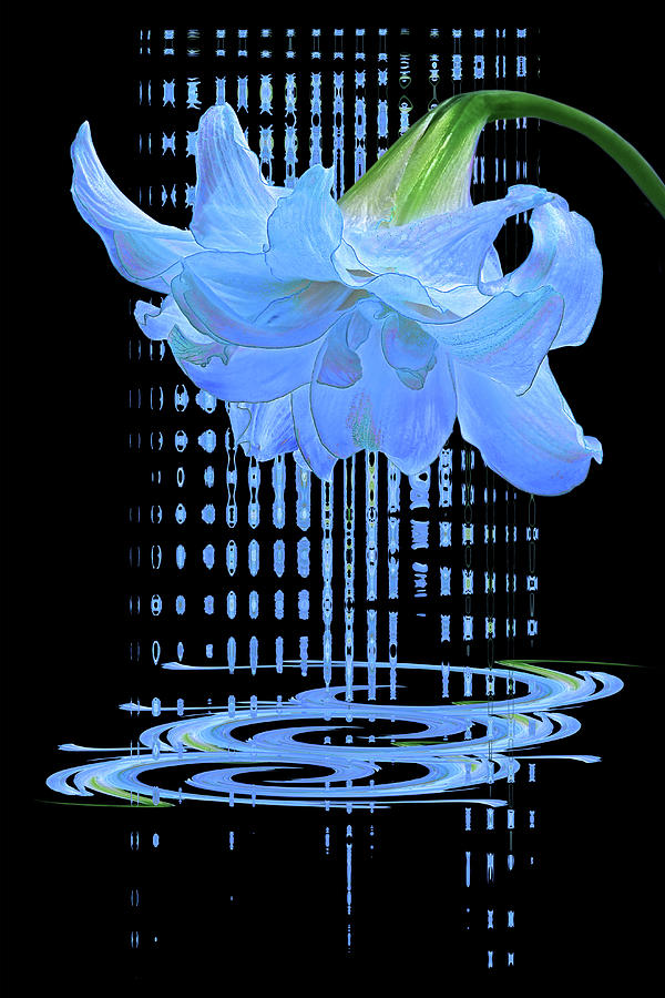 In The Cool Of The Night 3 - Blue Amaryllis Photograph by Gill Billington