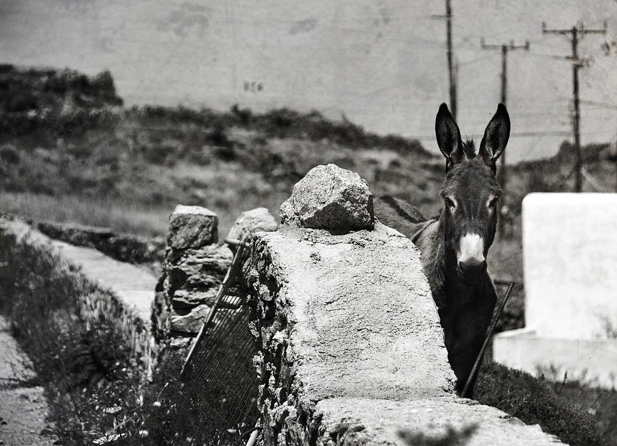 Black And White Photograph - In the countryside of Mykonos by Laura Melis