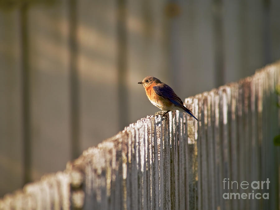 Bluebird In the Dawning Light Photograph by Rachel Morrison