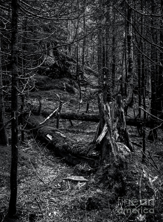In the Deep Woods - BW Photograph by James Aiken