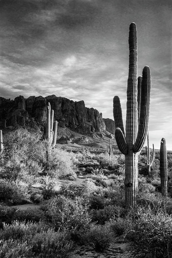 In The Desert Golden Hour in Black and White  Photograph by Saija Lehtonen