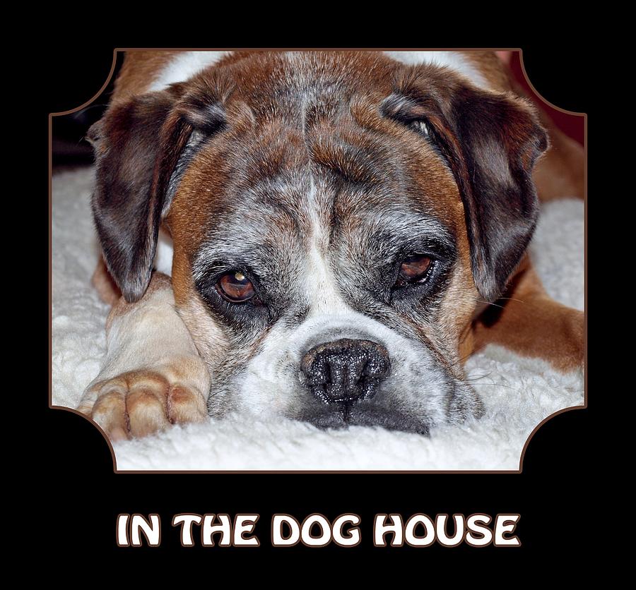 Animal Photograph - In The Dog House - Black by Gill Billington