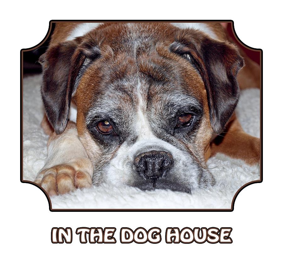In The Dog House - White Photograph by Gill Billington