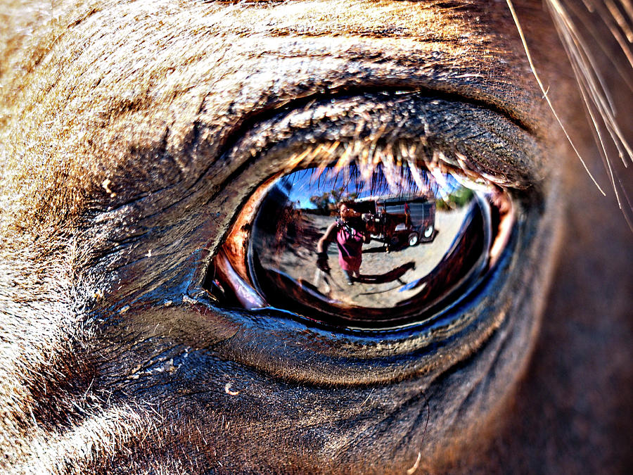 In The Eye of a Horse is a Reflection of Me Photograph by Rebecca Dru