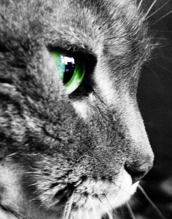 Cat Photograph - In The Eye Of The Beholder by Cassie Wilson