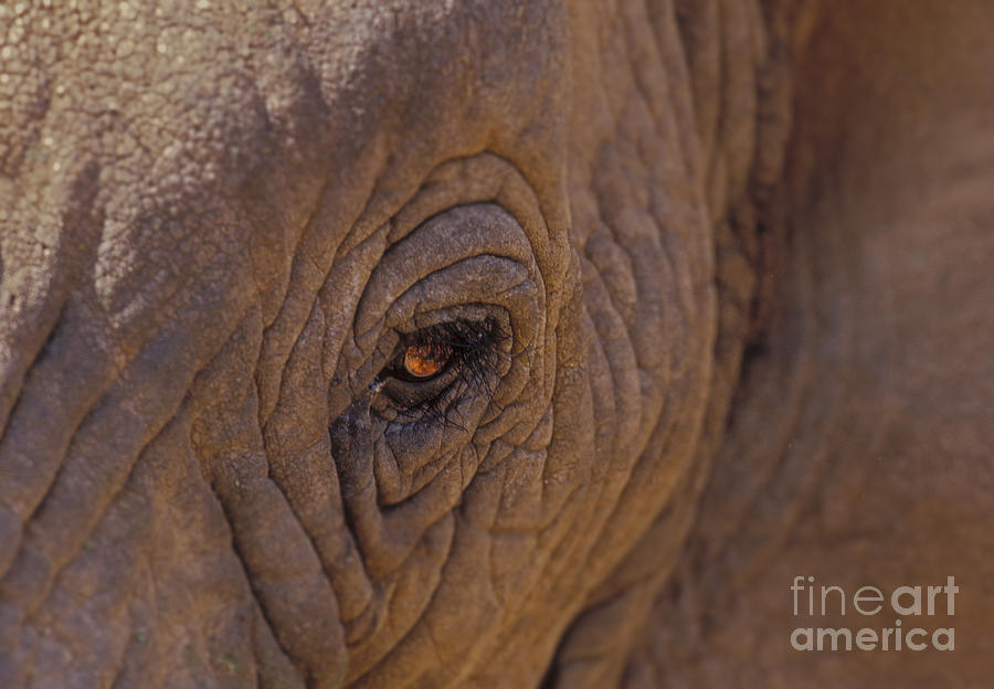 In The Eye of the Elephant Photograph by Sandra Bronstein