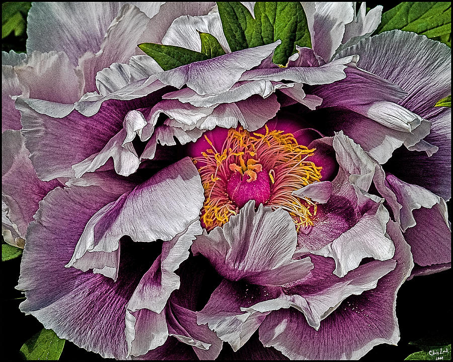 In the Eye of the Peony Photograph by Chris Lord