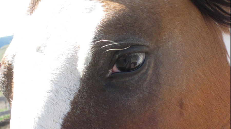 In the Eye of the Sky Horse Photograph by Brandy Woods