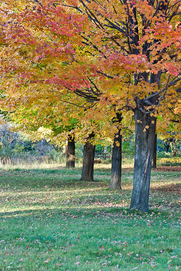 In the Fall Photograph by Alapati Gallery - Fine Art America