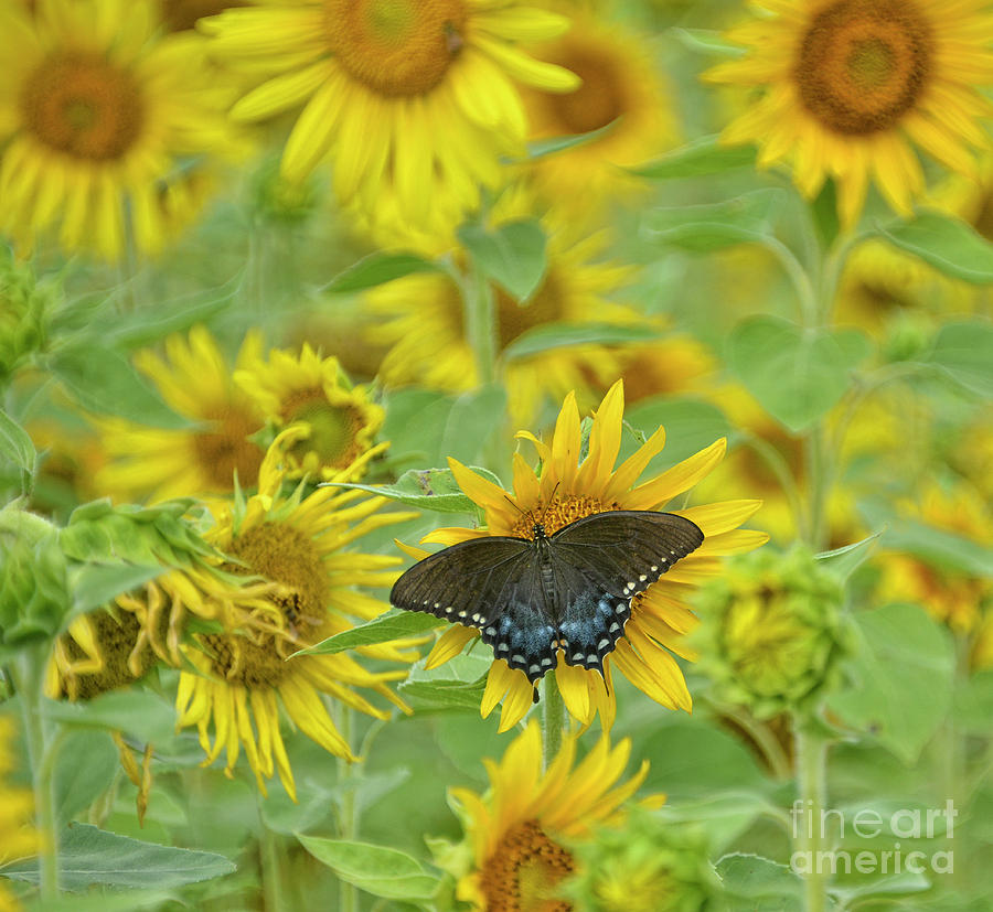 Sunflower Photograph - In The Field by Diane LaPreta