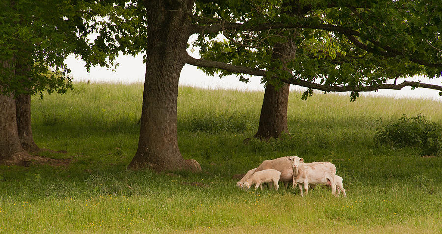 In The Field Photograph by Joye Ardyn Durham