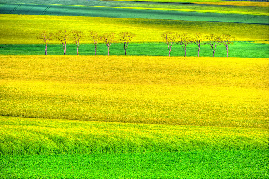 In the fields of Gold Photograph by Midori Chan