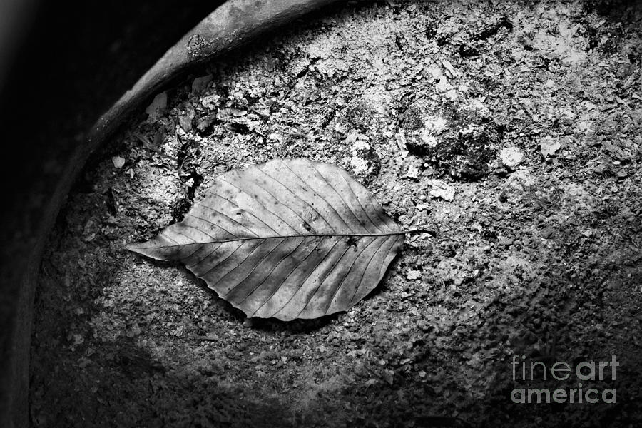 In The Firepit Photograph By Dee Leah G