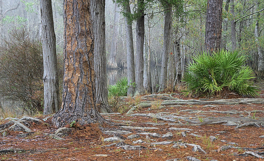 In The Florida Pines Photograph by JC Findley
