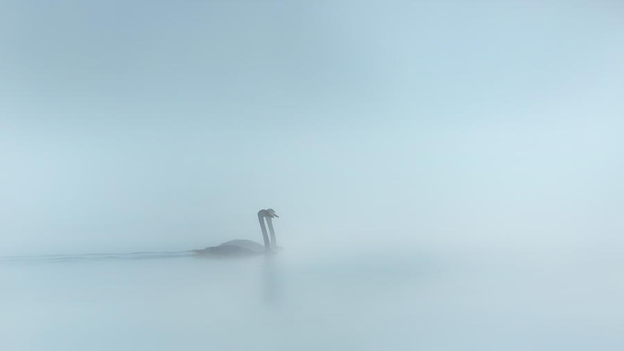 Swan Photograph - In the Fog by Bill Wakeley