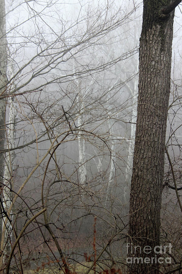In the Fog Photograph by Karen Adams