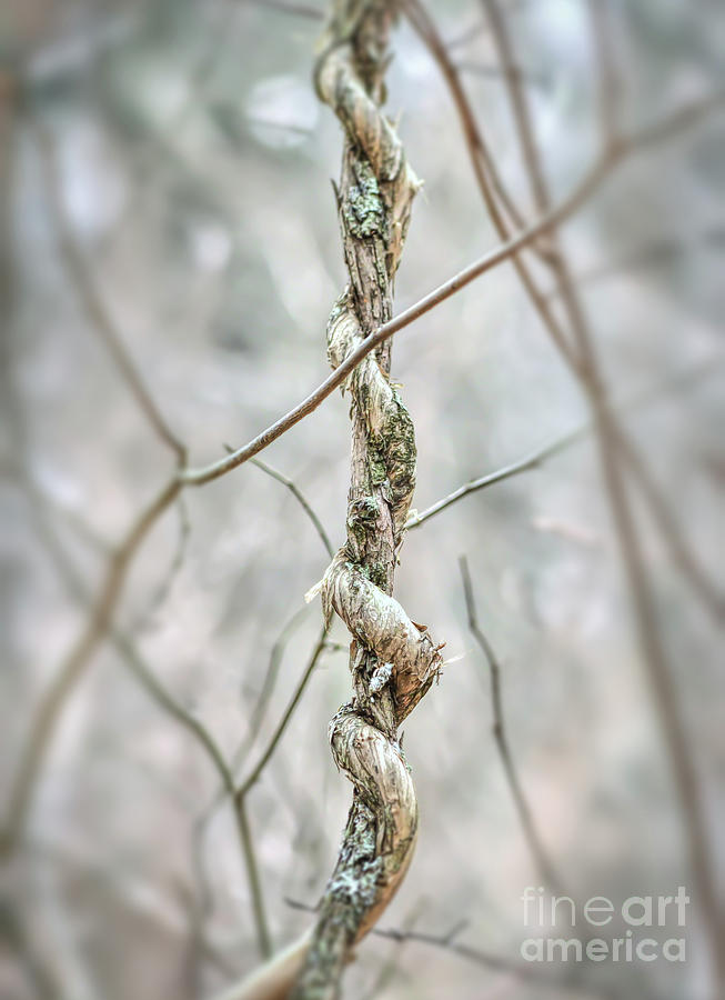 In The Forest Art Series - A Little Bit Twisted Photograph by Kerri Farley