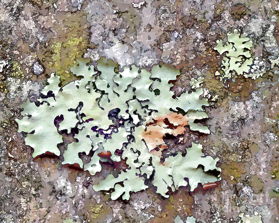 In The Forest Art Series - Lichen Macro   Photograph by Kerri Farley