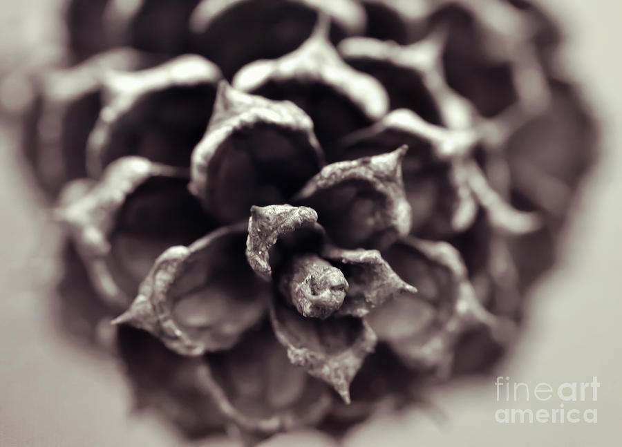 In The Forest Art Series - Pine Cone Macro Photograph by Kerri Farley