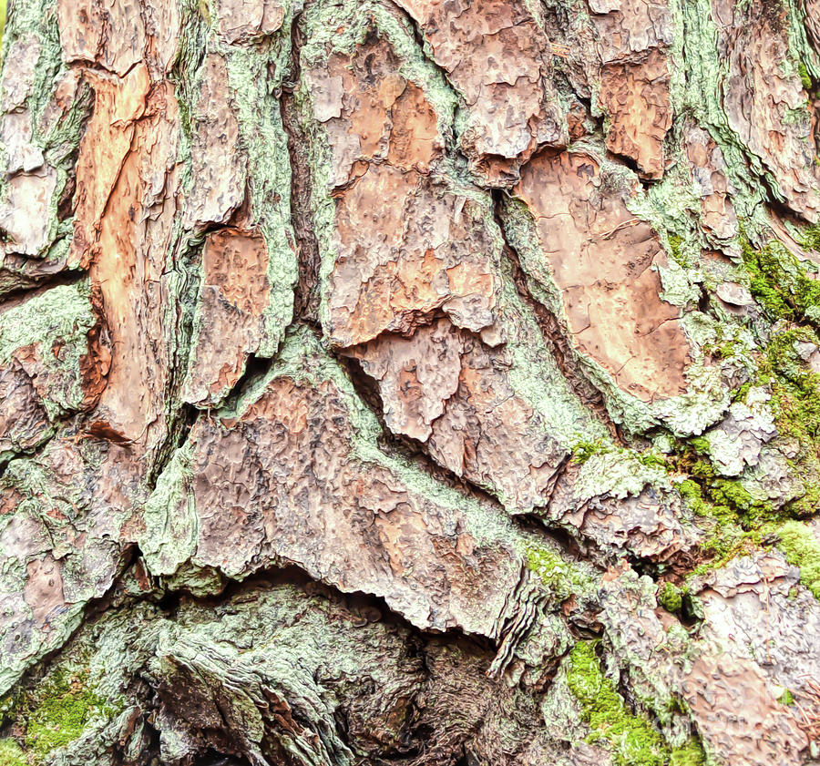 In The Forest Art Series - Tree Bark Patterns 2  Photograph by Kerri Farley