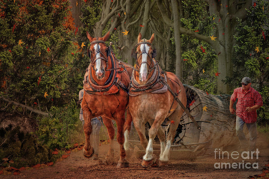 Animal Photograph - In The Forest by Davandra Cribbie