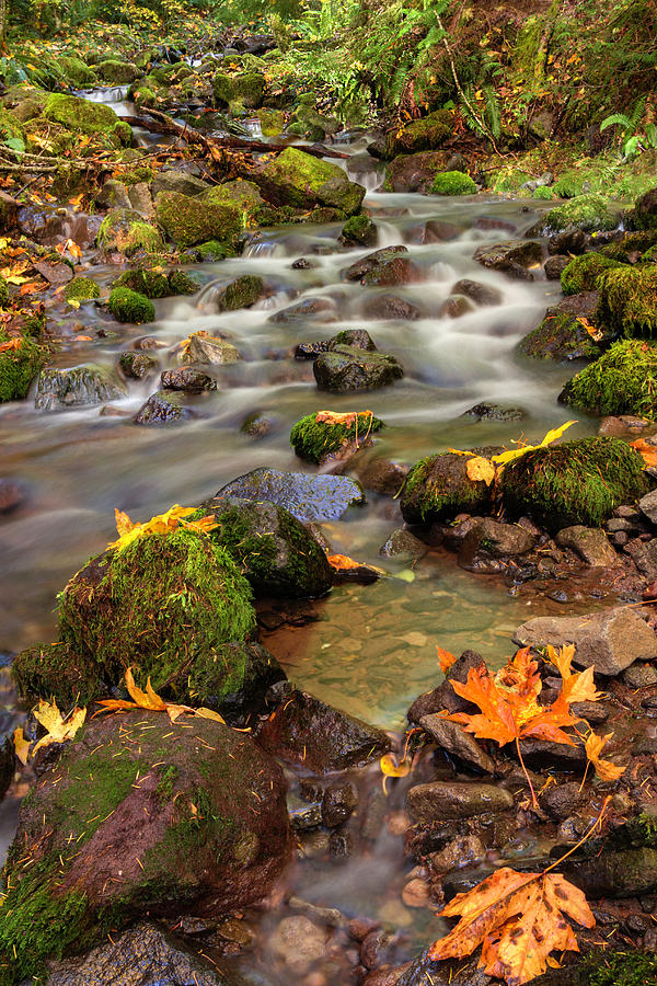 In the forest in Fall by Hans Franchesco In the forest in Fall by Hans Franchesco