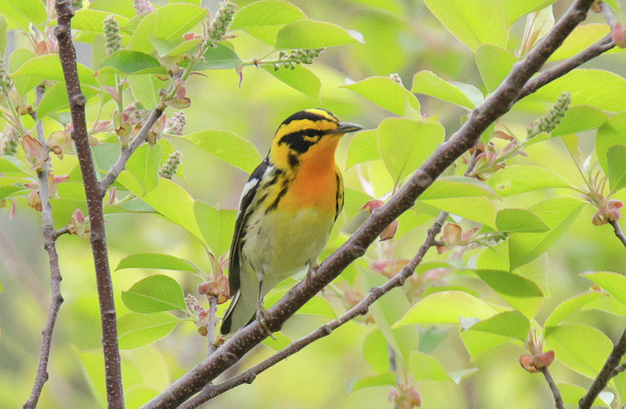 Warbler Photograph - In the Forest by Judd Nathan