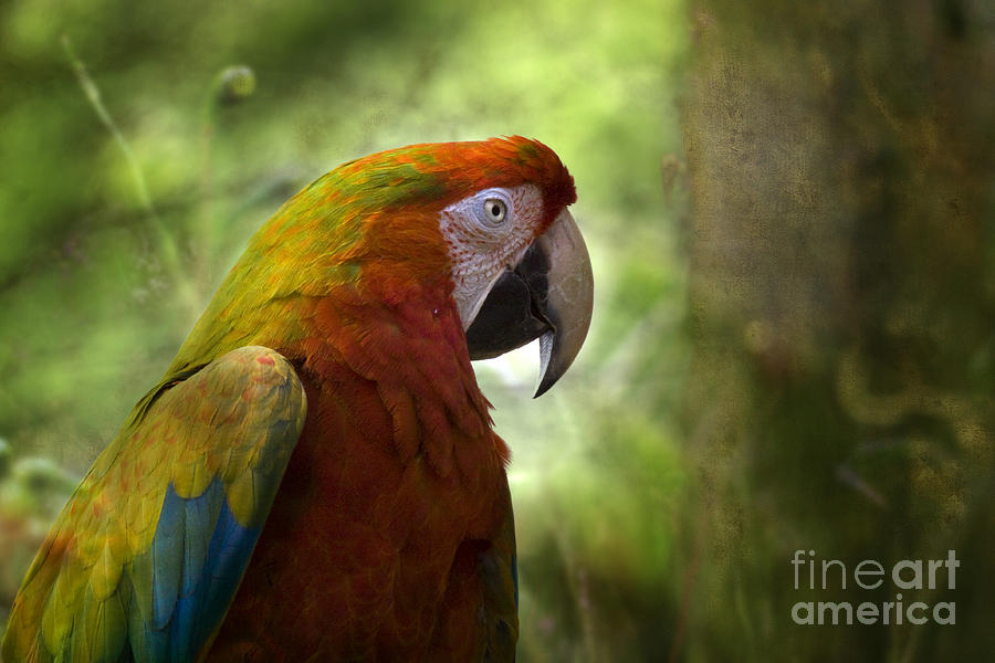 Parrot Photograph - In The Garden by Ang El