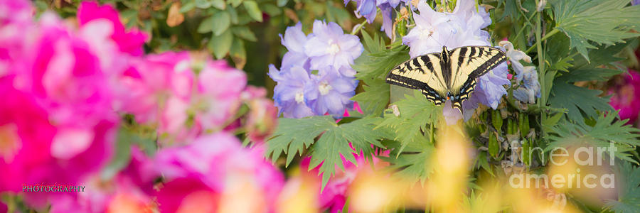 In The Garden by Don Edward Jones In The Garden by Don Edward Jones